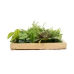 GloboStar® Artificial Garden VARIOUS PLANT 20641 Τεχνητό Διακοσμητικό Φυλλωσιάς σε Ξύλινο Πάνελ  - Κάθετος Κήπος Μιξ Μ60 x Π60 x Υ32cm - Image 3