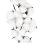 GloboStar® Artificial Garden COTTON BRANCH 20558 Τεχνητό Διακοσμητικό Κλαδί βαμβάκι Υ45cm - Image 2