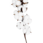 GloboStar® Artificial Garden COTTON BRANCH 20559 Τεχνητό Διακοσμητικό Κλαδί βαμβάκι Y55cm - Image 3