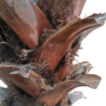 GloboStar® Artificial Garden PHOENIX ROEBELENII PALM TREE 20597 Τεχνητό Διακοσμητικό Φυτό Φοινικόδεντρο Ρομπελίνι Εξωτερικού Χώρου IP68 UV Certified Protection Υ600cm - Image 3