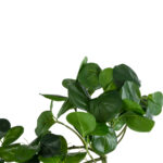 GloboStar® Artificial Garden HANGING PEPEROMIA 20599 Τεχνητό Διακοσμητικό Κρεμαστό Φυτό Πεπερόμια Μ30 x Π31 x Υ50cm - Image 3