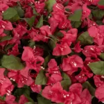 GloboStar® Artificial Garden BOUGANVILLEA PLANT 20666 Τεχνητό Διακοσμητικό Φυτό Μπουκανβίλια Π145 x Μ70 x Y57cm - Image 7