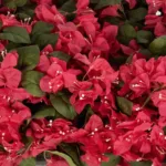 GloboStar® Artificial Garden BOUGANVILLEA PLANT 20666 Τεχνητό Διακοσμητικό Φυτό Μπουκανβίλια Π145 x Μ70 x Y57cm - Image 6