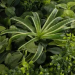 GloboStar® Artificial Garden VARIOUS PLANTS ROUND WALL DISC 20689 Τεχνητό Διακοσμητικό Στρογγυλό Πάνελ Φυλλωσιάς - Κάθετος Κήπος Μιξ Μ70 x Π70 x Υ15cm - Image 5