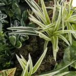 GloboStar® Artificial Garden VARIOUS PLANTS ROUND WALL DISC 20691 Τεχνητό Διακοσμητικό Στρογγυλό Πάνελ Φυλλωσιάς - Κάθετος Κήπος Μιξ Μ60 x Π60 x Υ20cm - Image 5