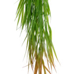 GloboStar® Artificial Garden HANGING CORN GRASS  20826 Τεχνητό Διακοσμητικό Κρεμαστό κλαδί Καλαμπόκι Μ23 x Π10 x Υ91cm - Image 2
