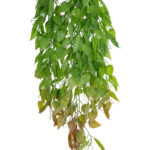GloboStar® Artificial Garden HANGING LIMA BEAN 20846 Τεχνητό Διακοσμητικό Κρεμαστό Φυτό Φασόλι Λίμα Μ29 x Π10 x Υ86cm - Image 2