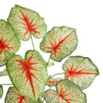GloboStar® Artificial Garden CALADIUM PLANT 20932 Διακοσμητικό Φυτό Καλάντιουμ Φ58 x Υ55cm - Image 2