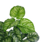 GloboStar® Artificial Garden CALATHEA PLANT 20933 Διακοσμητικό Φυτό Καλαθέα Φ55 x Υ55cm - Image 2