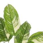 GloboStar® Artificial Garden DIEFFENBACHIA 20941 Τεχνητό Διακοσμητικό Φυτό Πράσινη & Μπεζ Διφενμπάχια Μ80 x Π80 x Υ90cm - Image 2
