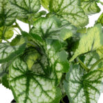 GloboStar® Artificial Garden BEGONIA PLANT 20958 Διακοσμητικό Φυτό Βιγόνια Φ47 x Υ22cm - Image 2