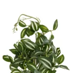 GloboStar® Artificial Garden ZEBRINA PLANT 20960 Διακοσμητικό Φυτό Ζεμπρίνα Φ45 x Υ22cm - Image 3