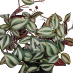 GloboStar® Artificial Garden ZEBRINA PLANT 20961 Διακοσμητικό Φυτό Ζεμπρίνα Φ45 x Υ22cm - Image 2