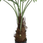 GloboStar® Artificial Garden SERENOA PALM PLANT 20971 Διακοσμητικό Φυτό Φοίνικα Σερενόα Φ60 x Υ140cm - Image 2