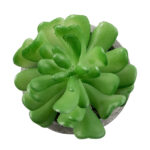 GloboStar® Artificial Garden SUCCULENT CRASSULA 21014 Διακοσμητικό Φυτό Παχύφυτο Κράσουλα Υ11.5cm - Image 2