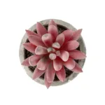 GloboStar® Artificial Garden SUCCULENT SEDEVERIA 21020 Τεχνητό Διακοσμητικό Φυτό Σεδεβέρια Μ6.5 x Π6.5 x Υ9cm - Image 2