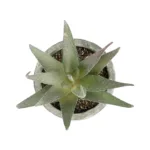 GloboStar® Artificial Garden SUCCULENT ALOE 21022 Τεχνητό Διακοσμητικό Φυτό Αλόη Μ6 x Π6 x Υ12cm - Image 2