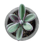 GloboStar® Artificial Garden SUCCULENT CRASULLA 21031 Διακοσμητικό Φυτό Παχύφυτο Κράσουλα Υ11cm - Image 2