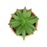 GloboStar® Artificial Garden SUCCULENT ALOE POTTED PLANT 21040 Διακοσμητικό Φυτό Αλόη Φ9 x Υ14cm - Image 2