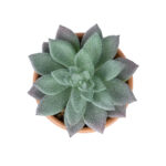 GloboStar® Artificial Garden SUCCULENT SEDEVERIA POTTED PLANT 21041 Διακοσμητικό Φυτό Σεδεβέρια  Φ11x Υ14cm - Image 2