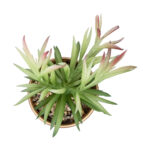 GloboStar® Artificial Garden SUCCULENT CRASSULA POTTED PLANT 21046 Διακοσμητικό Φυτό Κρασούλα  Φ12 x Υ20cm - Image 2