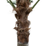 GloboStar® Artificial Garden PLANT PALM TREE 21057 Διακοσμητικό Δέντρο Φοίνικα  Φ240 x Υ600cm - Image 3