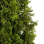 GloboStar® Artificial Garden CYPRESS TREE 21060 Τεχνητό Διακοσμητικό Δέντρο Κυπαρίσσι Μ110 x Π110 x Υ250cm - Image 3