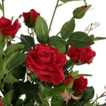 GloboStar® Artificial Garden RED ROSES 21070 Τεχνητό Διακοσμητικό Δέντρο Τριανταφυλλιά Μ50 x Π50 x Υ90cm - Image 2