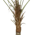 GloboStar® Artificial Garden WASHINGTONIA FILIFERA TREE 21107 Τεχνητό Διακοσμητικό Φοινικόδεντρου Υ200cm - Image 3