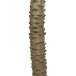 GloboStar® Artificial Garden WASHINGTONIA FILIFERA TREE 21107 Τεχνητό Διακοσμητικό Φοινικόδεντρου Υ200cm - Image 4