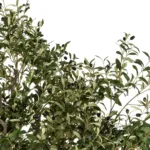 GloboStar® Artificial Garden OLIVE TREE 21112 Τεχνητό Διακοσμητικό Δέντρο Ελιά Υ220cm - Image 2