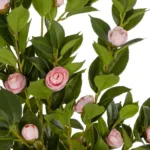 GloboStar® Artificial Garden CAMELIA 21115 Τεχνητό Διακοσμητικό Δέντρο Καμέλια Μ50 x Π30 x Υ90cm - Image 2
