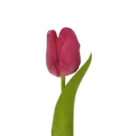 GloboStar® Artificial Garden HOT PINK TULIP BRANCH 21201 Τεχνητό Διακοσμητικό Κλαδί Έντονο Ροζ Τουλίπα Y37cm - Image 2