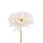 GloboStar® Artificial Garden PALE PINK GERBERABRANCH 21204 Τεχνητό Διακοσμητικό Κλαδί Ζέρμπερας Απαλό Ροζ Y44cm - Image 2