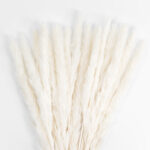 GloboStar® Artificial Garden REAL DRIED BEIGE PAMPAS GRASS BUNCH 21216 Αποξηραμένο Διακοσμητικό Μπουκέτο Pampas Μπέζ Y50cm - Image 2