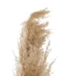 GloboStar® Artificial Garden PAMPAS GRASS 21217 Αποξηραμένο Διακοσμητικό Γρασίδι Πάμπας Μ10 x Π10 x Υ150cm - Image 3