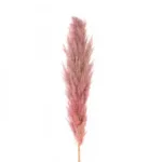 GloboStar® Artificial Garden PAMPAS GRASS 21218 Αποξηραμένο Διακοσμητικό Γρασίδι Πάμπας Μ10 x Π10 x Υ150cm - Image 2