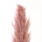 GloboStar® Artificial Garden PAMPAS GRASS 21218 Αποξηραμένο Διακοσμητικό Γρασίδι Πάμπας Μ10 x Π10 x Υ150cm - Image 3