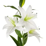 GloboStar® Artificial Garden WHITE LILLY BRANCH 21312 Τεχνητό Διακοσμητικό Κλαδί Λευκό Κρίνο Y95cm - Image 2