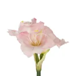 GloboStar® Artificial Garden PINK KAFFIR LILY BRANCH 21390 Τεχνητό Διακοσμητικό Κλαδί Ροζ Κρίνο Y58cm - Image 2