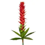 GloboStar® Artificial Garden RED GINGER BUD BRANCH 21393 Τεχνητό Διακοσμητικό Κόκκινο Κλαδί Ginger Y124cm - Image 2