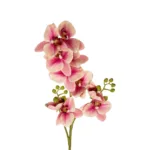 GloboStar® Artificial Garden CHAMPAGNE PINK ORCHID  BRANCH 21411 Τεχνητό Διακοσμητικό Κλαδί Σαμπανί Ορχιδέα Y70cm - Image 2
