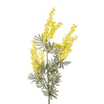 GloboStar® Artificial Garden YELLOW MIMOSA FRUIT BRANCH 21451 Τεχνητό Διακοσμητικό Κλαδί Κίτρινη Μιμόζα Y76cm - Image 2