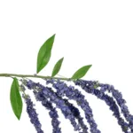 GloboStar® Artificial Garden PURPLE AMARANTHUS FRUIT BRANCH 21452 Τεχνητό Διακοσμητικό Κλαδί Μωβ Αμάρανθος Y80cm - Image 2