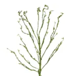 GloboStar® Artificial Garden BIG SPROUT BLOSSOM BRANCH 21461 Τεχνητό Διακοσμητικό Κλαδί Πράσινο Λάχανο Y150cm - Image 2