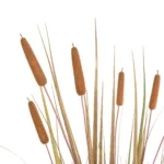 GloboStar® Artificial Garden TYPHA GRASS 21483 Τεχνητό Διακοσμητικό Φυτό Γρασίδι της Τύφας Μ70 x Π40 x Υ150cm - Image 2