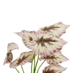 GloboStar® Artificial Garden BEGONIA LEAVES ROOTED 21489 Τεχνητό Διακοσμητικό Φυτό Πολύχρωμη Βιγόνια Μ25 x Π14 x Υ35cm - Image 2