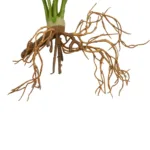 GloboStar® Artificial Garden BEGONIA LEAVES ROOTED 21489 Τεχνητό Διακοσμητικό Φυτό Πολύχρωμη Βιγόνια Μ25 x Π14 x Υ35cm - Image 3