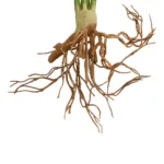 GloboStar® Artificial Garden BEGONIA LEAVES ROOTED 21490 Τεχνητό Διακοσμητικό Φυτό Πολύχρωμη Βιγόνια Μ25 x Π14 x Υ35cm - Image 3