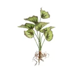 GloboStar® Artificial Garden BEGONIA LEAVES ROOTED 21491 Τεχνητό Διακοσμητικό Φυτό Πολύχρωμη Βιγόνια Μ25 x Π14 x Υ35cm